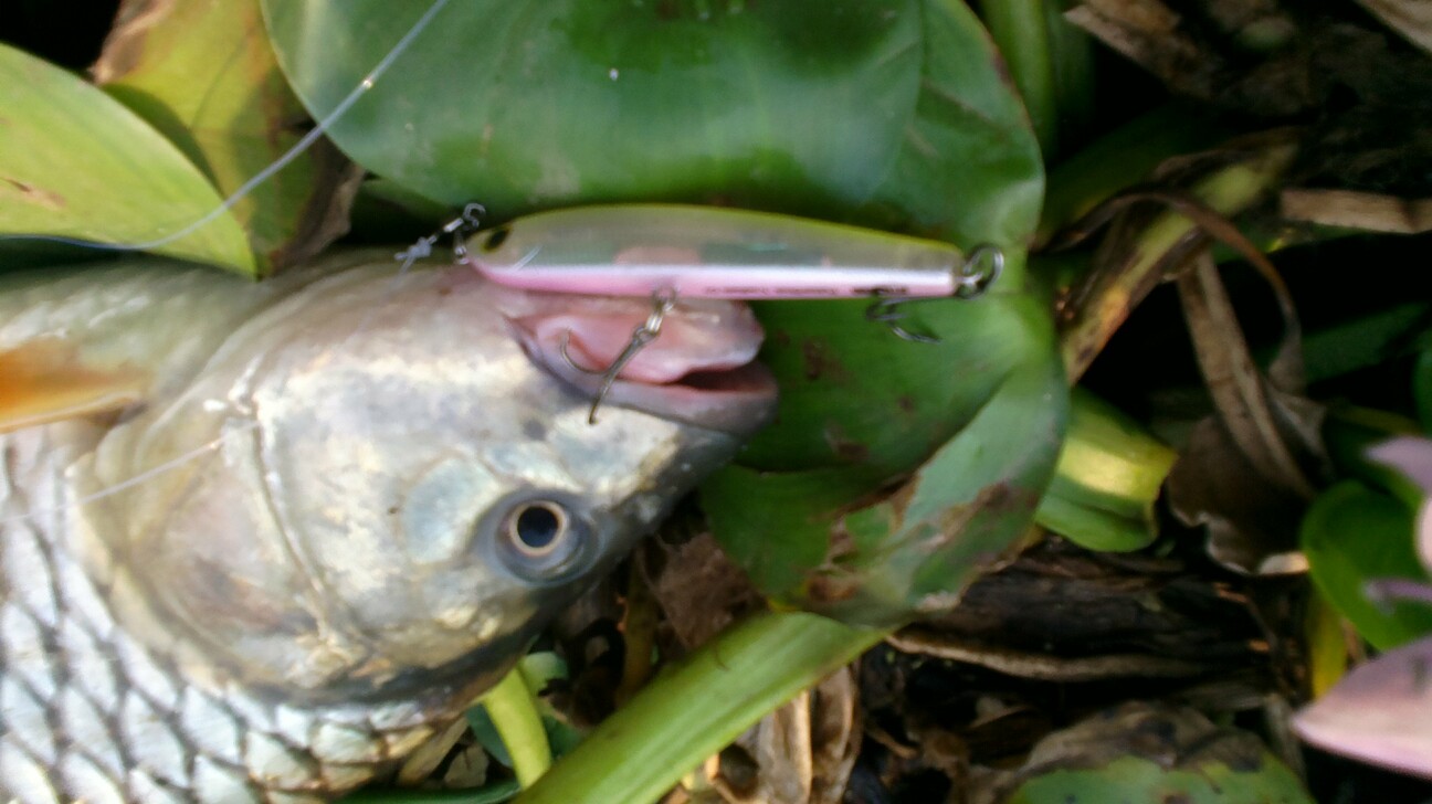 ประเดิมคันใหม่กับกระสูบบางไทร