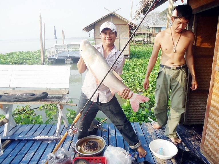 แพป้าเป้าบางไทร กลับปลาจีน 8.5 โลครับ