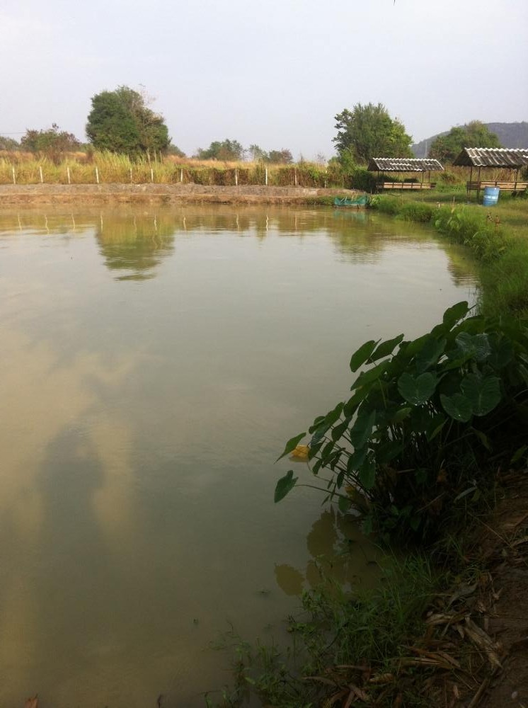 พรุ่งนี้มาเจอกันที่บ่อCH.Fishing(เฉพาะชิงหลิวกับสปิ๋วจ้าาา)