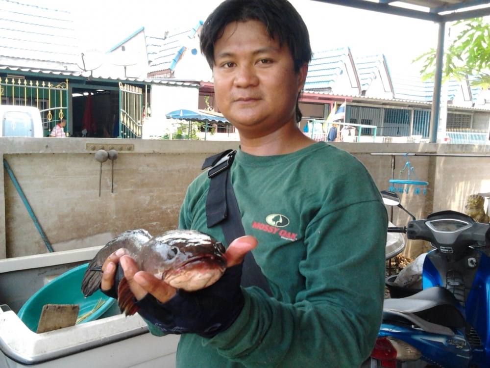 ช่อนใหญ่ของผม