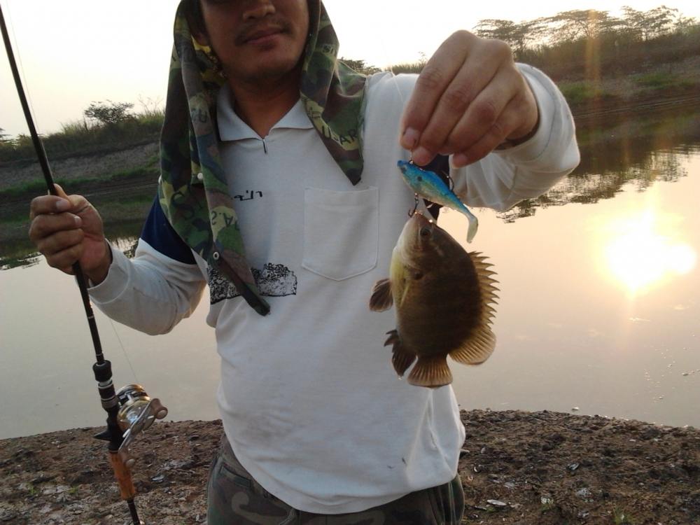 ช่อนใหญ่ของผม