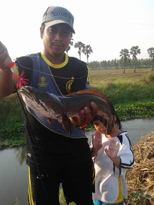 ******MODERN LURE******ปลาช่อนคลอง******