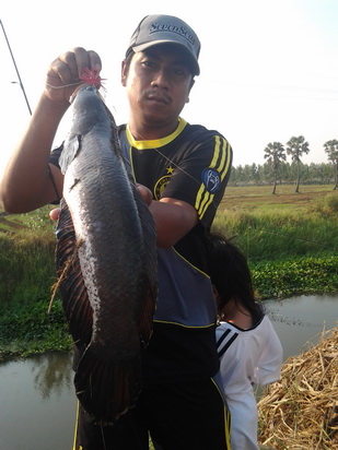******MODERN LURE******ปลาช่อนคลอง******
