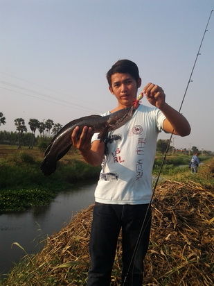 ******MODERN LURE******ปลาช่อนคลอง******