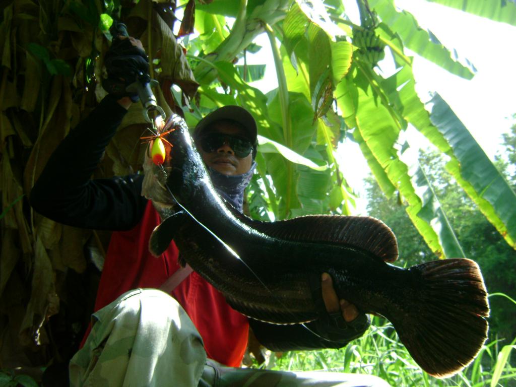 รวมชะโดคลอง