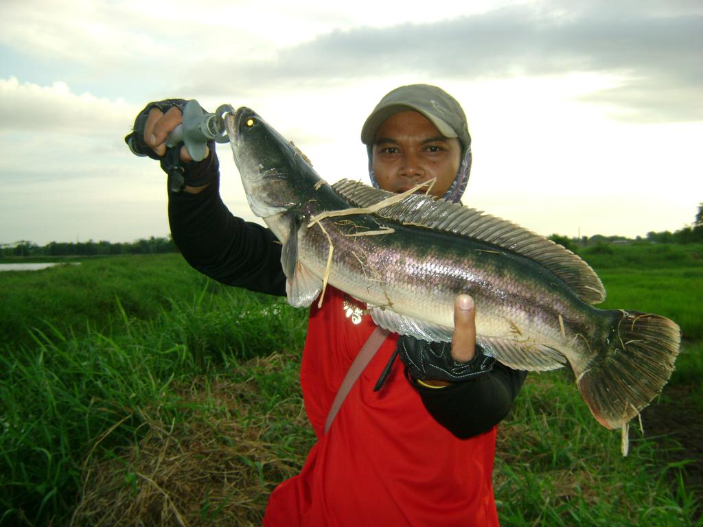 รวมชะโดคลอง