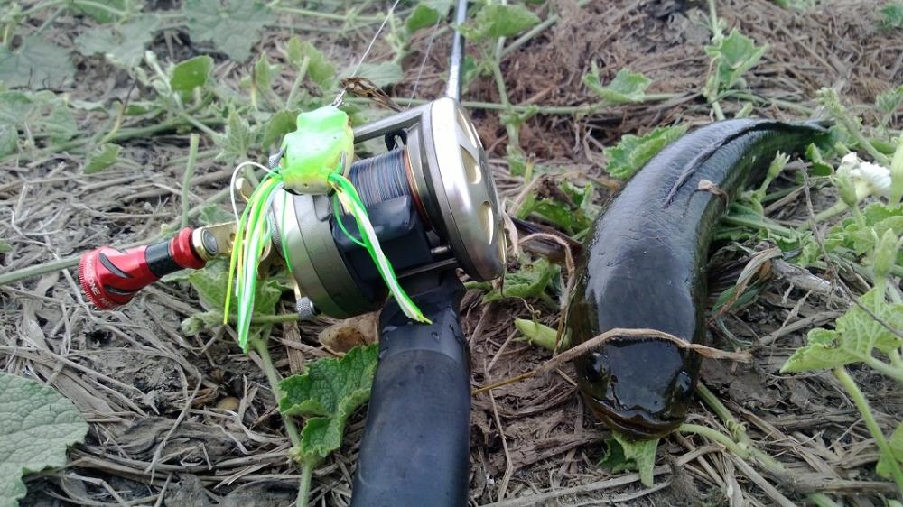 Finesse Fishing สไตล์ Rubber Frog 