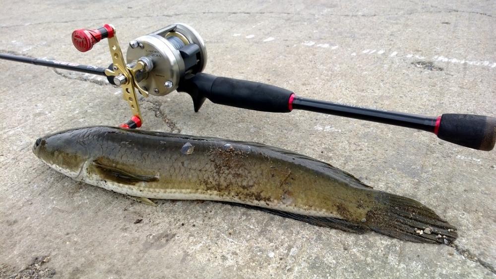 Finesse Fishing สไตล์ Rubber Frog 