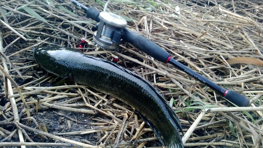 Finesse Fishing สไตล์ Rubber Frog 
