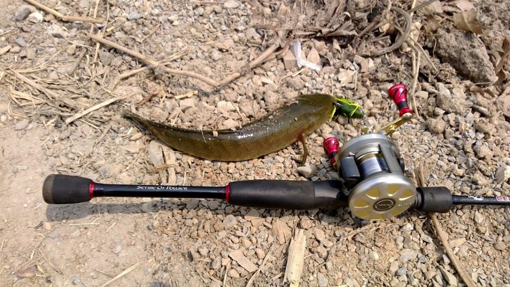 Finesse Fishing สไตล์ Rubber Frog 