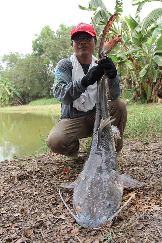 ข้าวฟรี น้ำฟรี ที่บึงปลาบึก เสนา ลุงประทีปจัดให้...