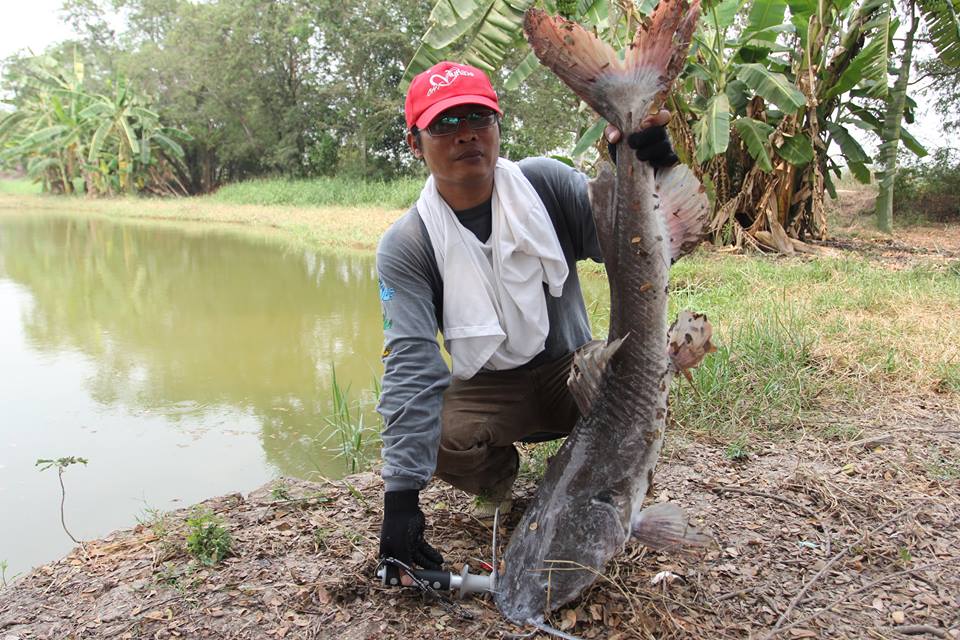 ข้าวฟรี น้ำฟรี ที่บึงปลาบึก เสนา ลุงประทีปจัดให้...