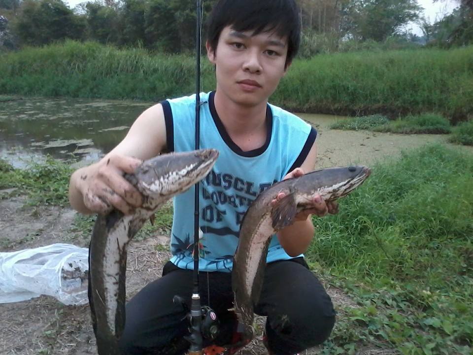 ช่อนคู่ ช่อนคลอง ช่อนดูโอ่