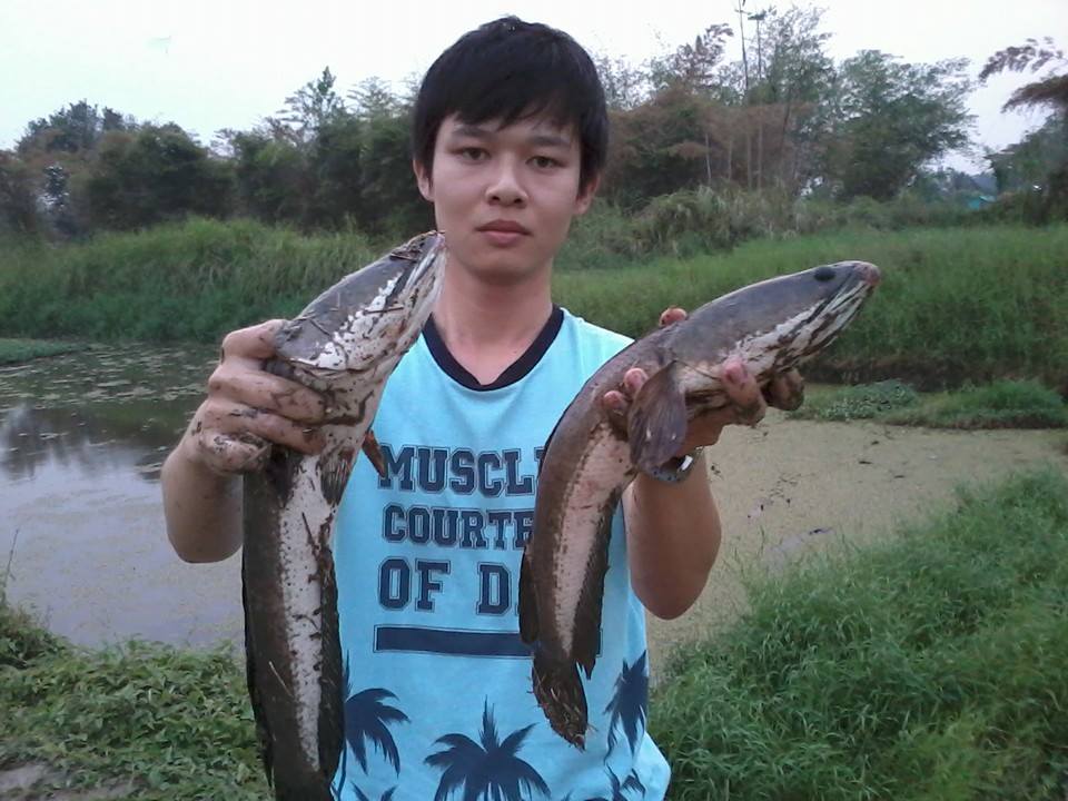 ช่อนคู่ ช่อนคลอง ช่อนดูโอ่