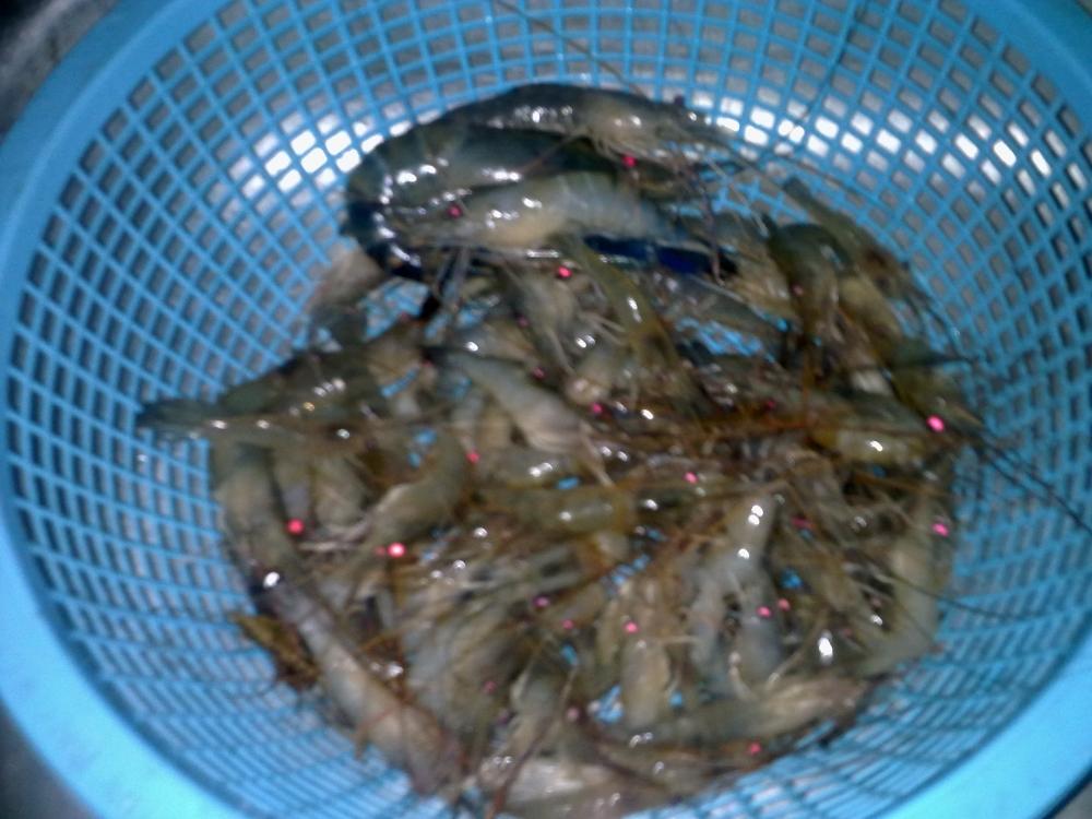 กุ้ง-หมายบ้านสร้าง