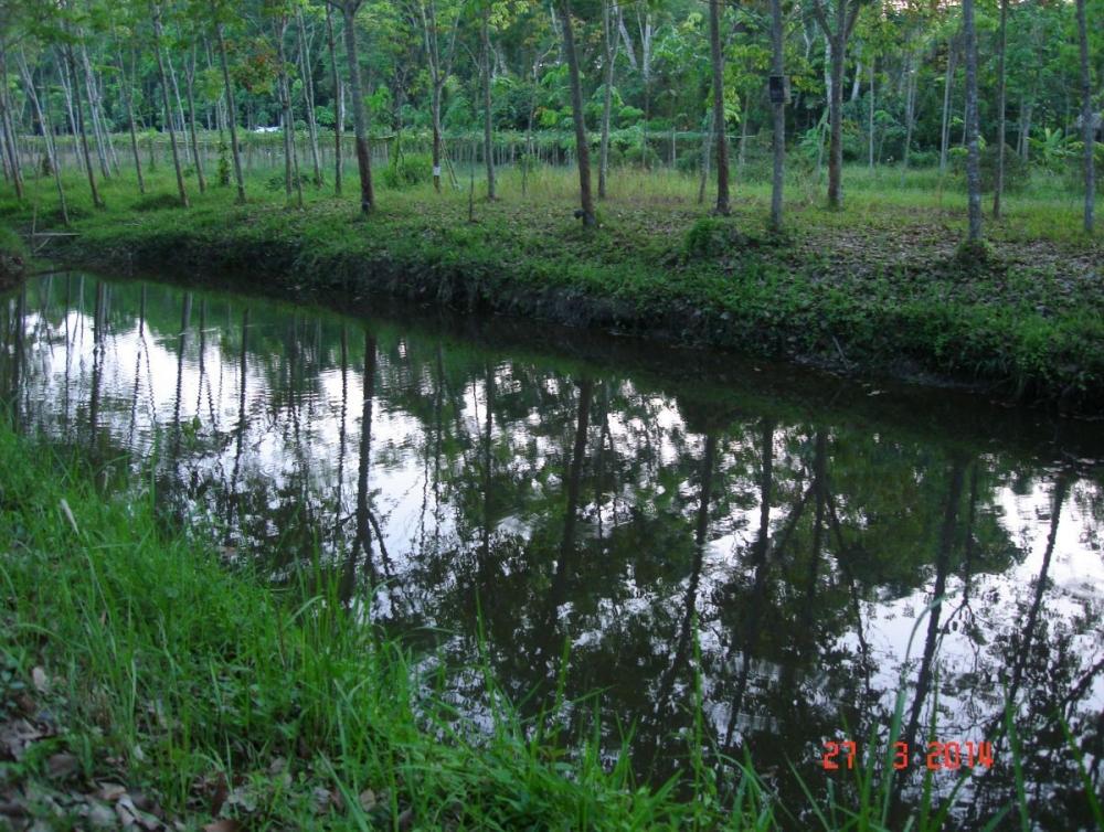 คาวบอยเมืองคอน 2 ....การผงาดของกบพีที 