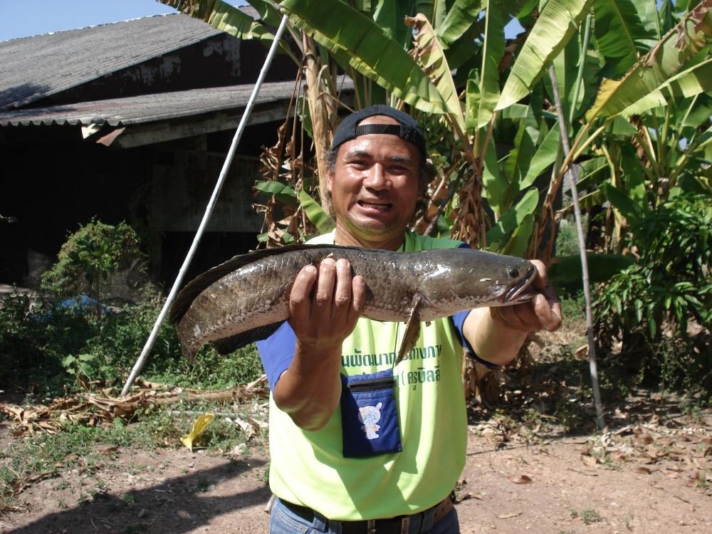 ภาพเก่า