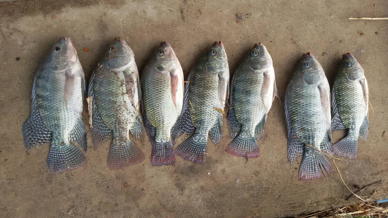 ออกไปสปิ๋ว2ชม วันไฟดับ