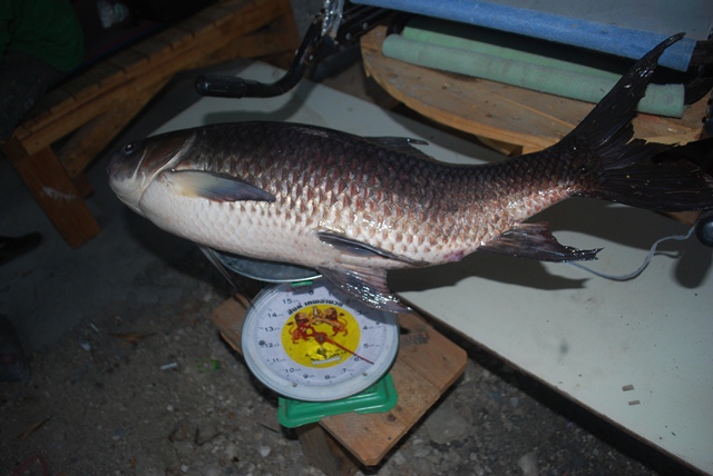 บ่อตกปลาหนุ่มบางวัว (บ่อปลารวม) วันที่ 29,30 - 03 - 57