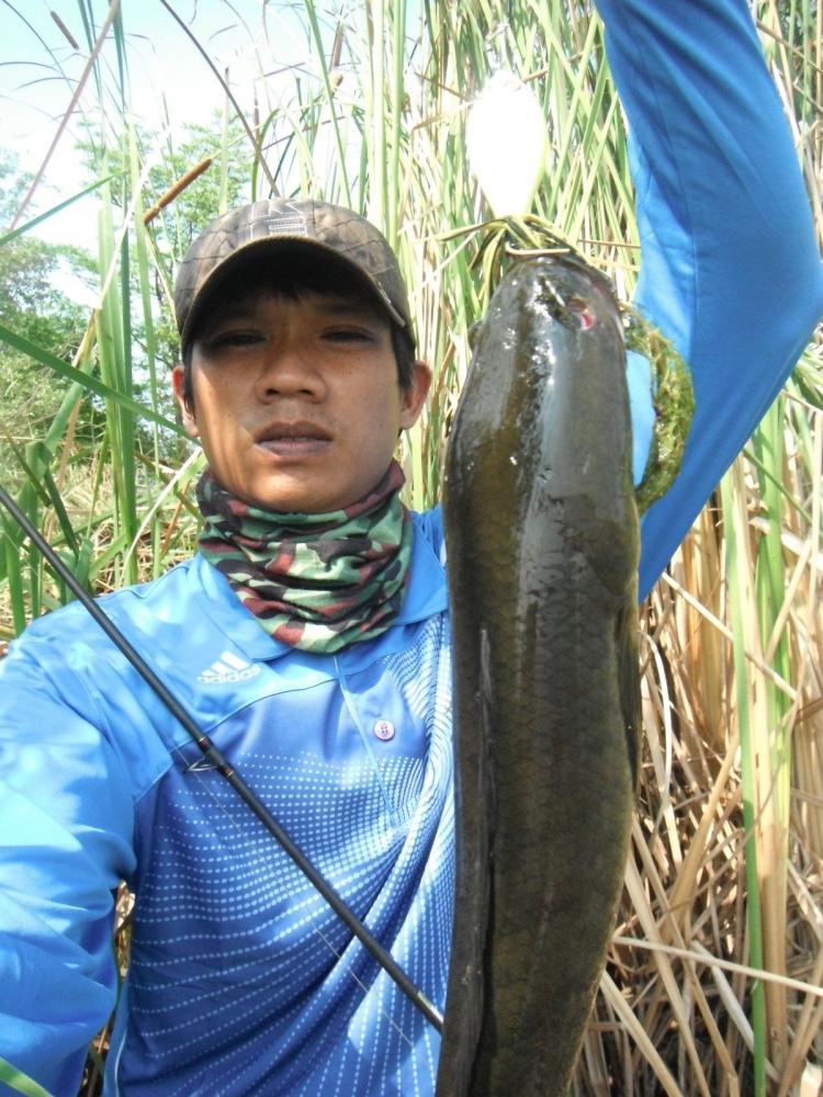ช่อนโนนสูงโคราชพอมันๆ ครับ