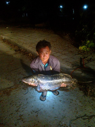 ******MODERN LURE******ชะโดป็อก******