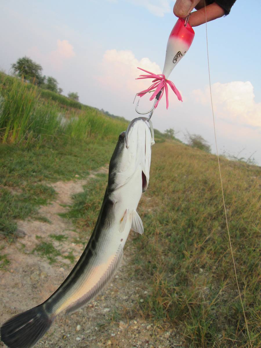 ที่นี้ Korat ยังพอได้อยู่นะ 