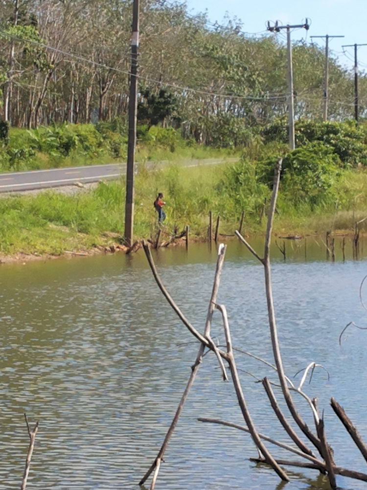 เอาผลงานกบกระโดดของน้า ต้อคลองยัง มาฝากครับเป็นกบกระโดดที่ช่วยให้รอดแห้วโดยตลอด