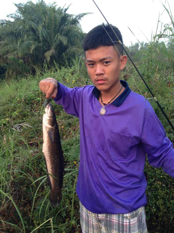 ปลาช่อนเมื่อตอนสิ้นปี