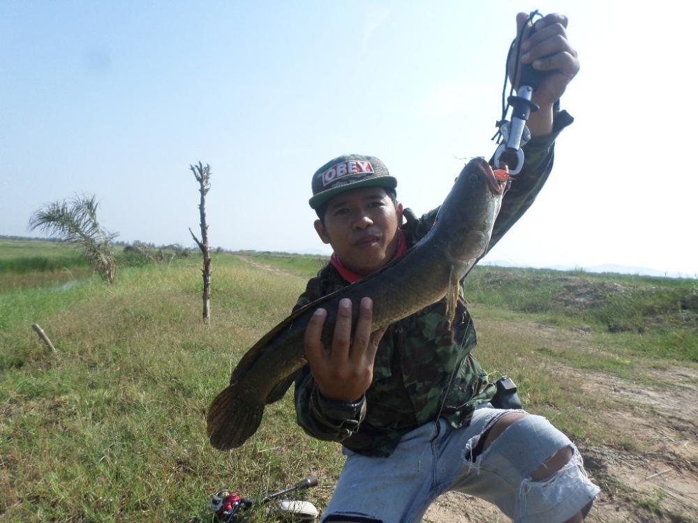 เช้านี้....ที่ทุ่งสามร้อยยอด BY TOMFISHINGMAN