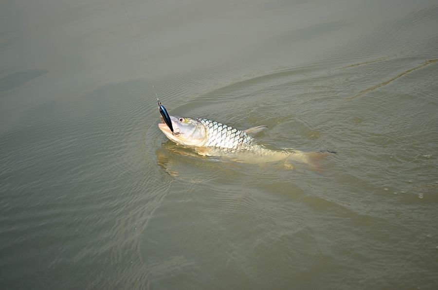 ..... ซิ่งเรือไป!!จัดหนัก " กระสูบใหญ่ Chaophaya River " ครึ่งวันมันส์สฝุดๆ