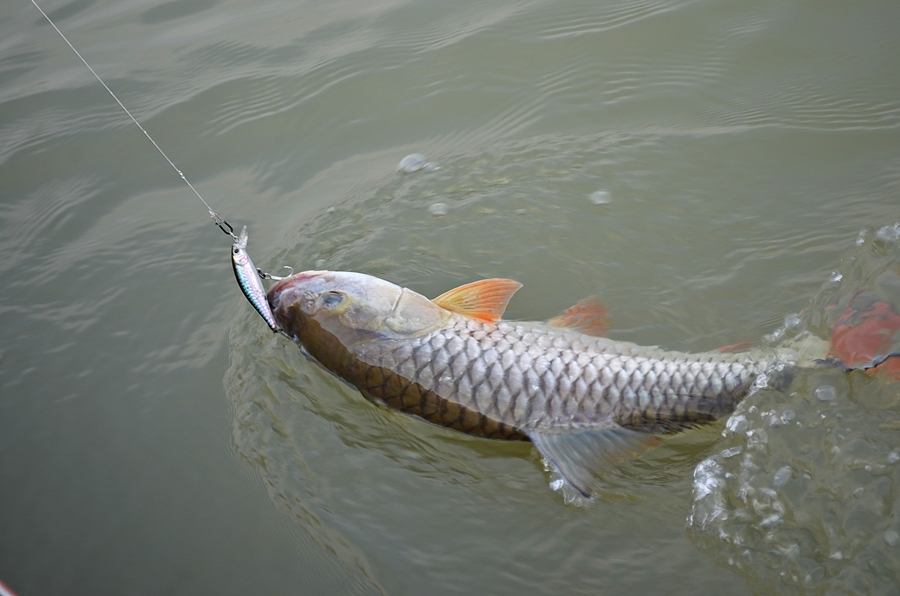 ..... ซิ่งเรือไป!!จัดหนัก " กระสูบใหญ่ Chaophaya River " ครึ่งวันมันส์สฝุดๆ