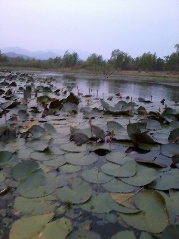 ปลารับแขก......
