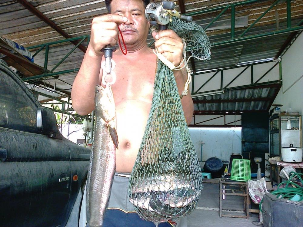 กบยาง