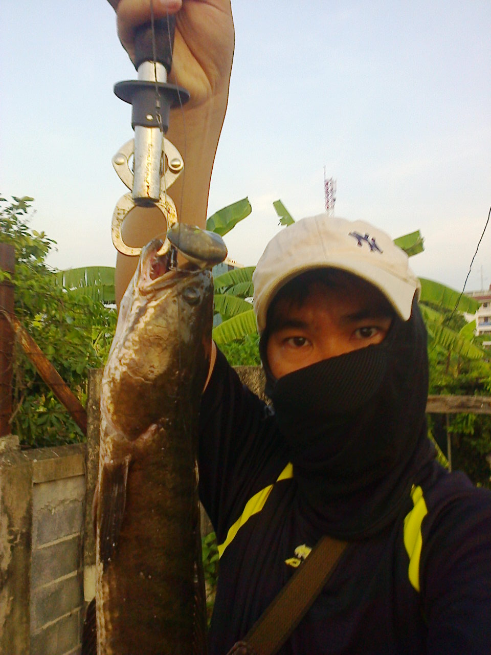 กบยาง