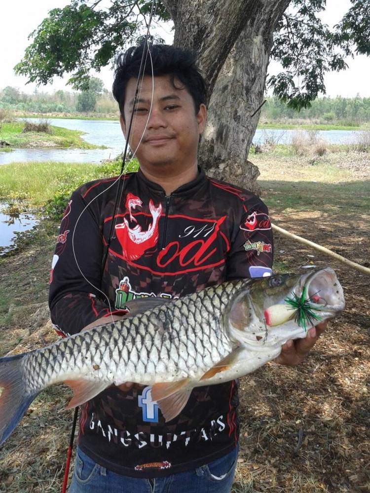 กระสูปใหญ่ที่ไม้เต็งกับกบjj