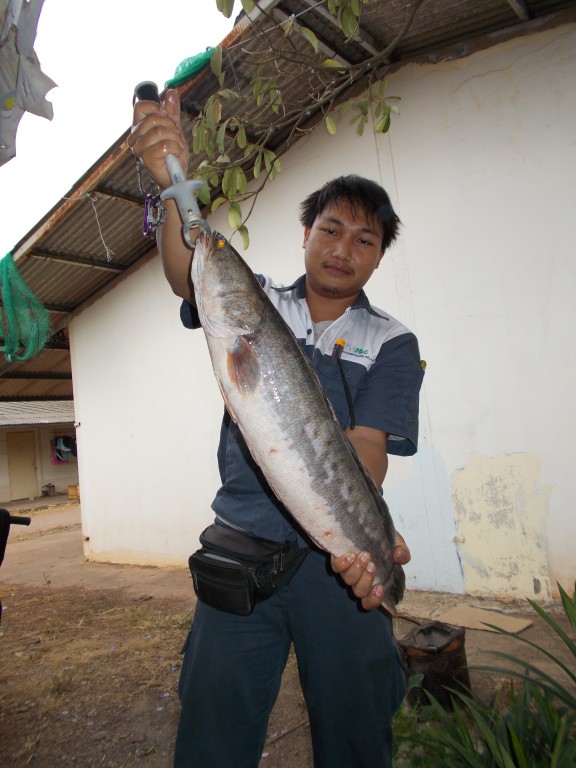 ท่ากเกวียน ชะโดใหญ่ โชติเบ็ดเทพเทวะ 17-2-14