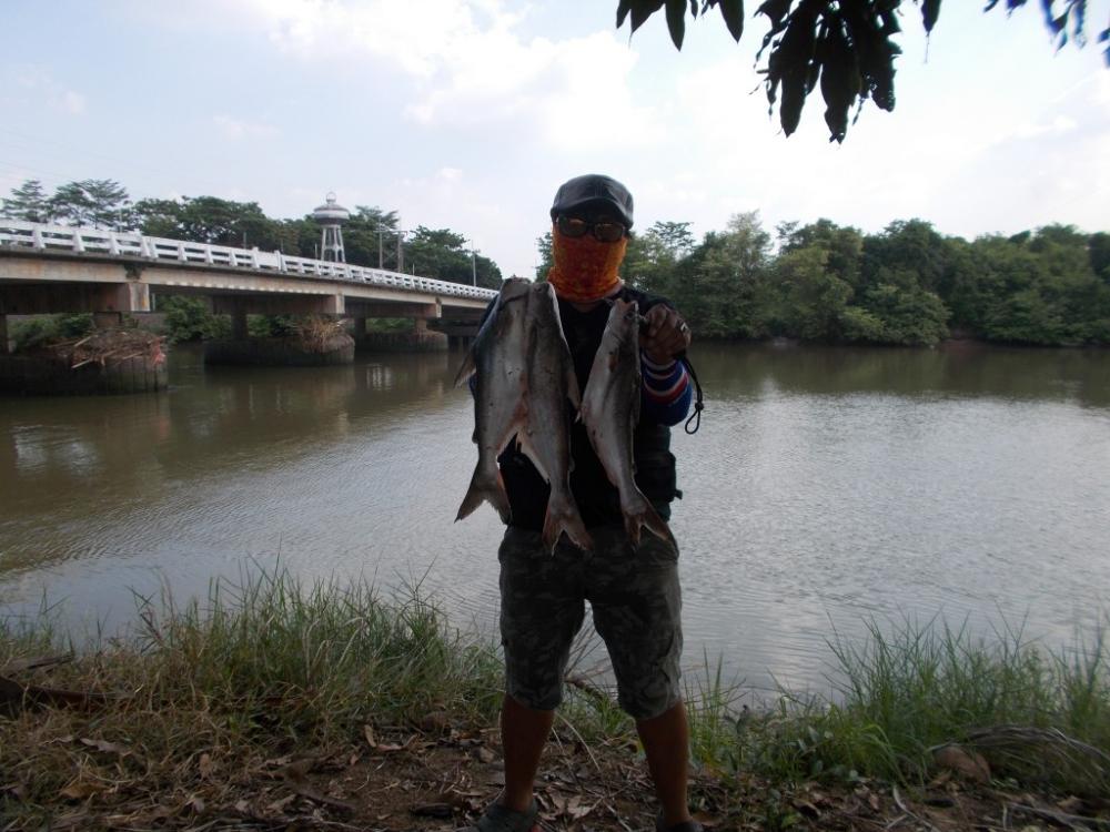 ตกปลาสะพานบางเตย  บ้านสร้าง 5.5kg  โชติเบ็ดเทพเทวะ