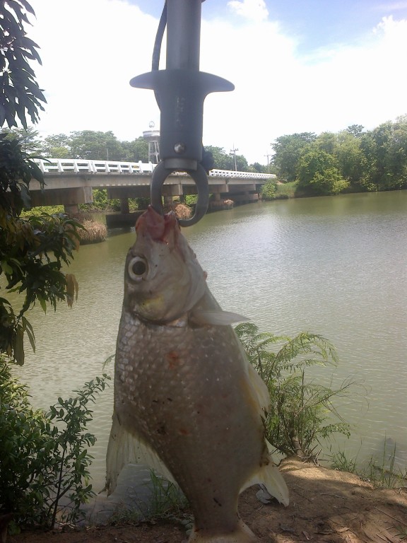 ตกปลาแม่น้ำปราจีน บ้านสร้าง โชติเบ็ดเทพเทวะ  วัชเบ็ดเทพเทวะ