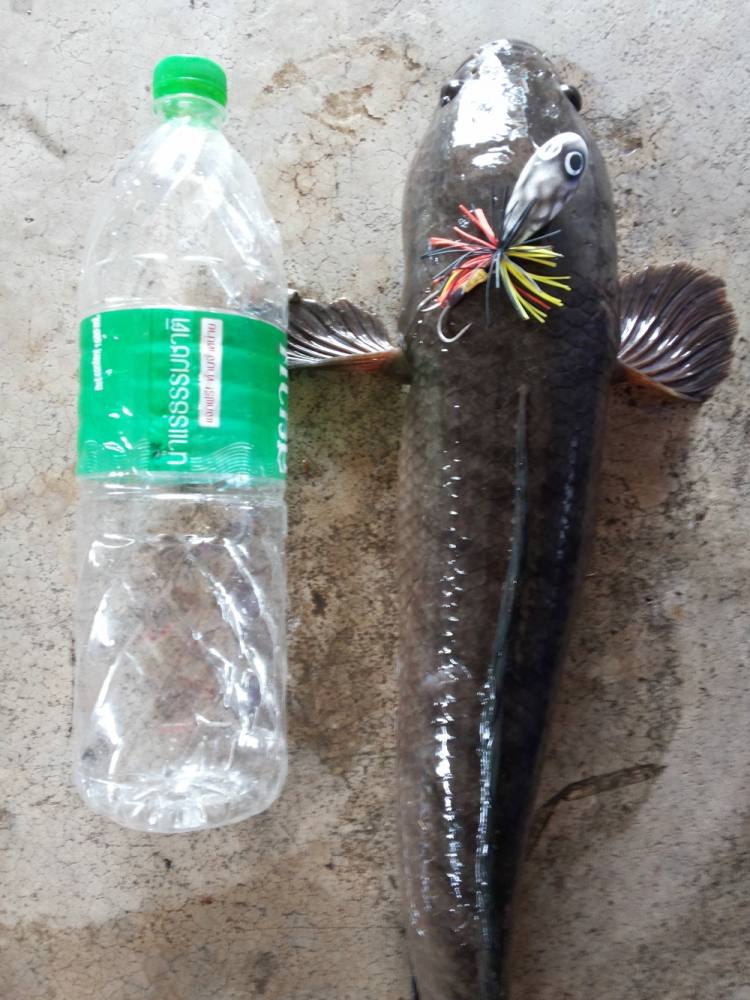 ช่อน ลำปาง