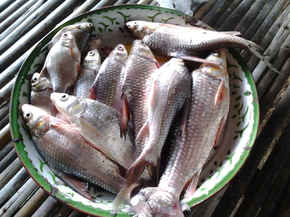 ของดีราษีไศล