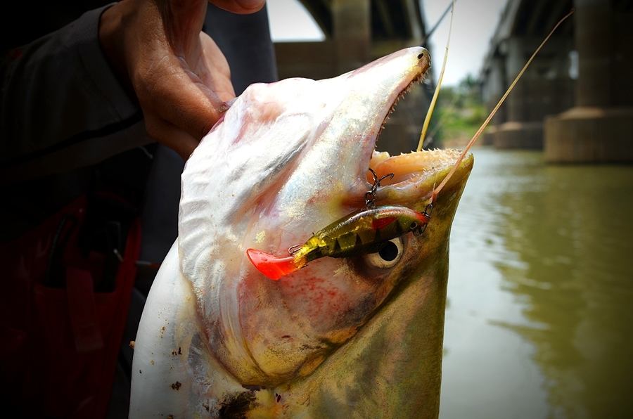 ..... Light Game งานหนักปะทะ !! ปลาเบี้ยวยักษ์ Chaophaya River Angthong