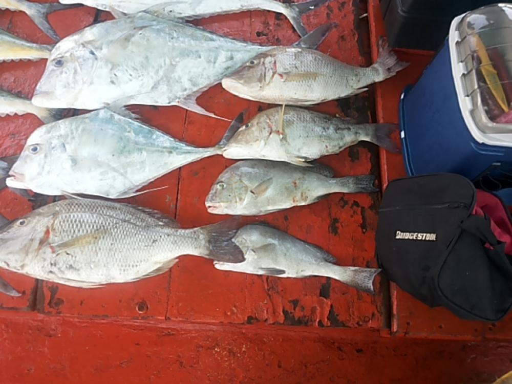 Sweetlips Fish ชื่อ ภาษาอังกฤษ ของ ปลาสร้อยนกเขาทะเล