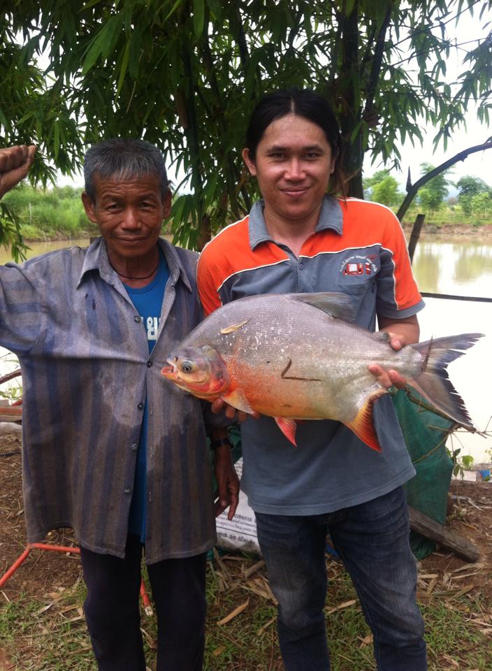 ลองส่งครั้งแรกครับ