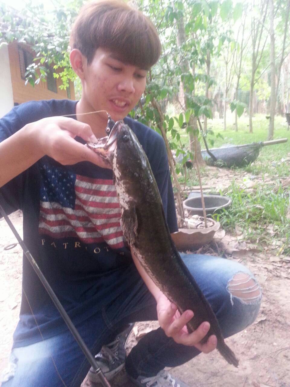 ช่อนใหญ่ในป่าบัว