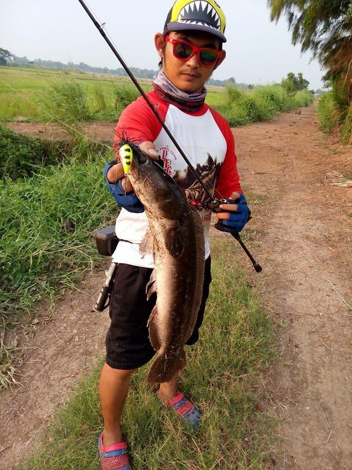 ชะโดหรอเอาอยู่