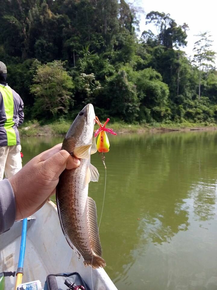 สำรวจหมายปลาช่อนต้นน้ำ เขื่อนบางลาง