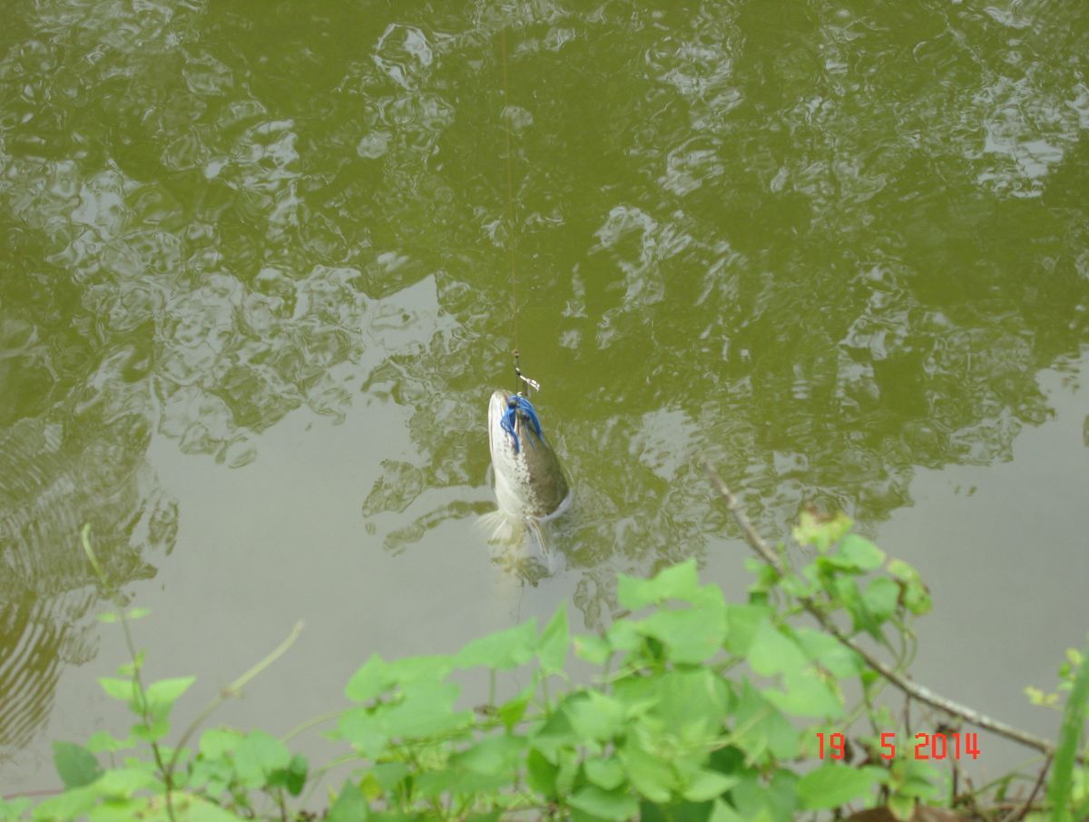 ช่อนสวนยาง: ฉลองคันใหม่ด้วยสปินเนอร์เบท