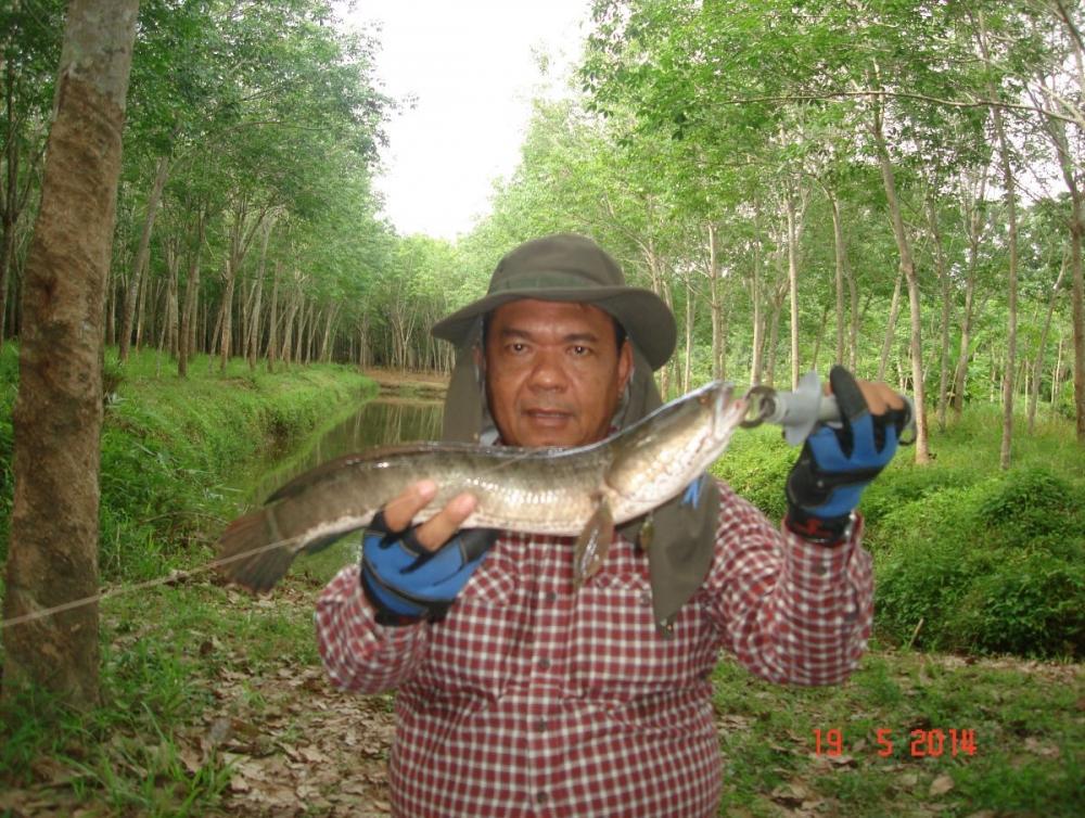 ช่อนสวนยาง: ฉลองคันใหม่ด้วยสปินเนอร์เบท