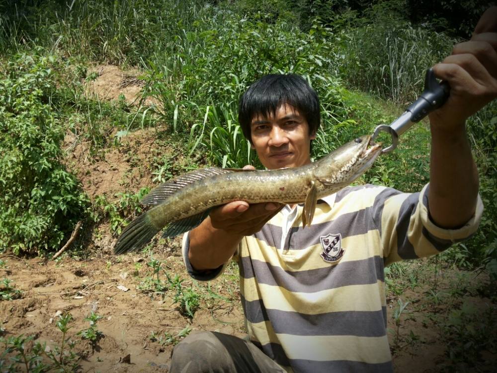 กัดยับช่อนดุ