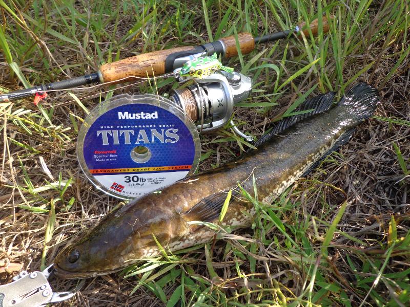 จุ๊บ!!เบาๆ//กับMustad titans..เหนียวคอดๆ